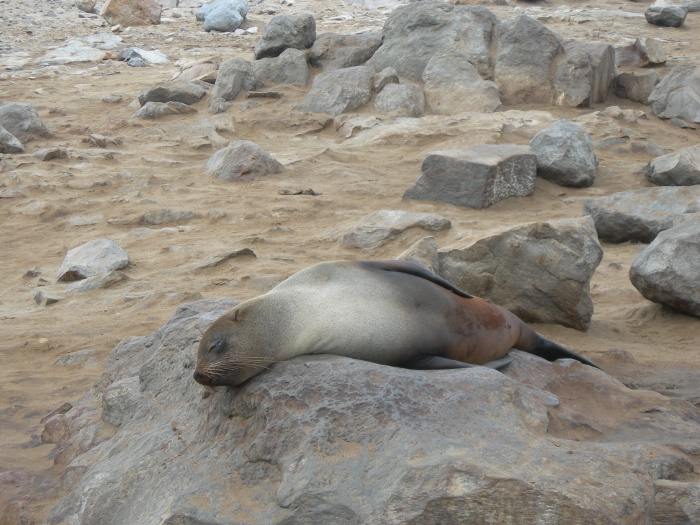 Otarie en train de dormir