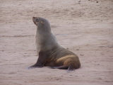 A seal