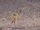 A jackal