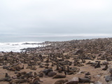 Cape Cross seals