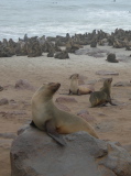 Seal on a rock