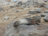 Sleeping seal