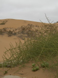 Nara bush with edible fruits