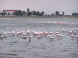 Famingo colonies in the Walvis Bay lagoon