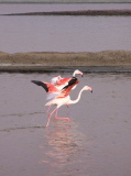 Flamingos taking flight