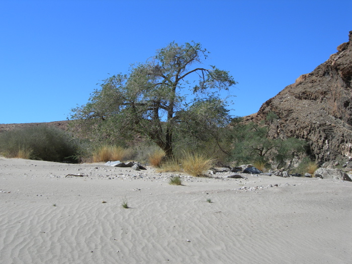 Arbre au fond du canyon