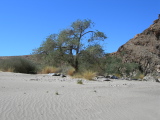 Tree inside the canyon