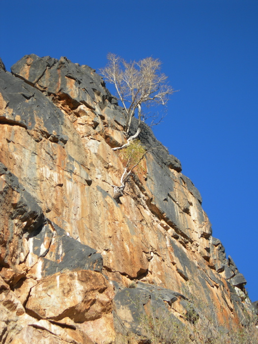 Tree on a cliff