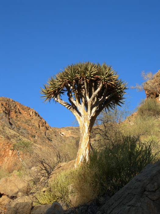 Un arbre carquois