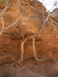 Arbre sous une paroi inclinée