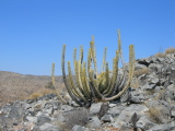 A cactus