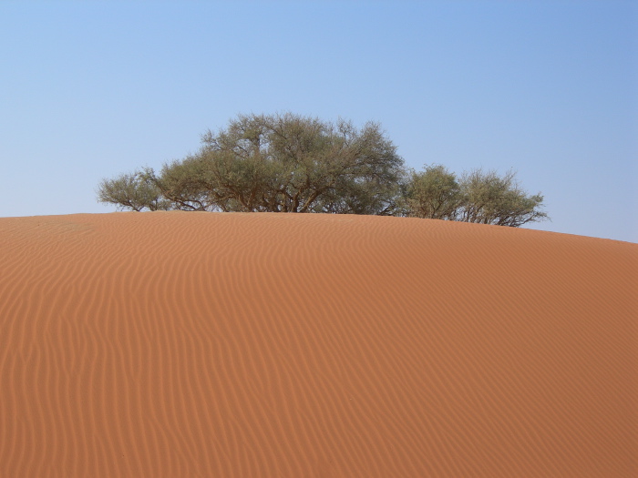 Arbre derrière une dune