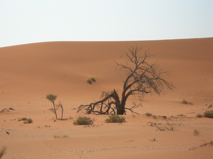 Un arbre mort