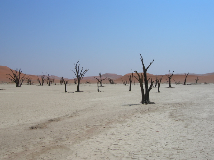 Forest of dead trees