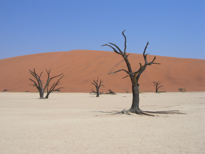 Des arbres morts