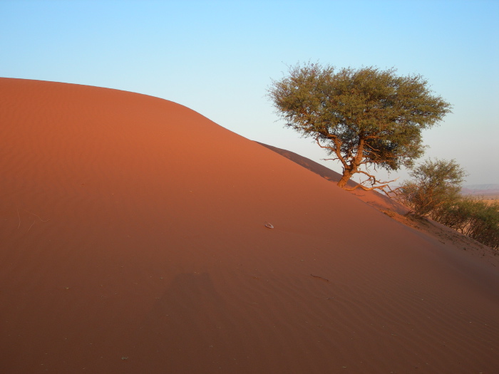 A tree on the dune