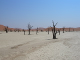 Forêt d'arbres morts